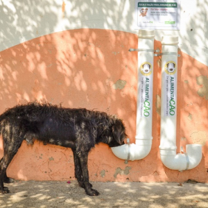 Lei autoriza que animais sejam alimentados em espaços públicos de Santa Catarina
