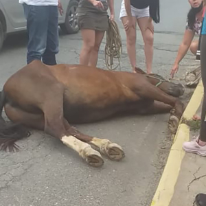 Cavalo passa mal na Ponte Rodrigo Ajace e interrompe trânsito