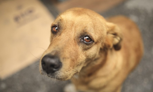Curso online prepara protetores para atendimento de maus-tratos a animais