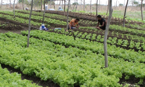Mafra seleciona produtores para Programa de Aquisição de Alimentos