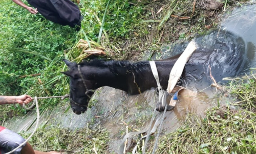 Cavalo cai em riacho e é resgatado por bombeiros na Vila Ivete