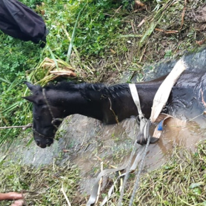 Cavalo cai em riacho e é resgatado por bombeiros na Vila Ivete