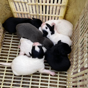 Mulher é presa em flagrante por maus-tratos a animais em Mafra