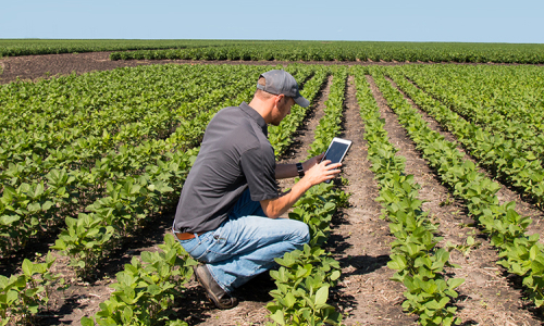 Sine abre vaga de emprego para monitor agrícola em Rio Negro