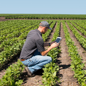 Sine abre vaga de emprego para monitor agrícola em Rio Negro