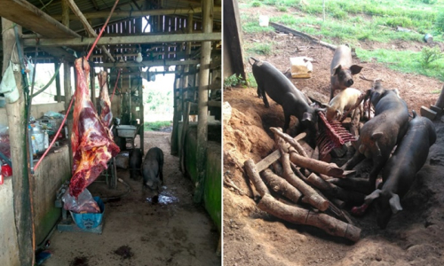 Polícia fecha abatedouro clandestino de cavalos em Quitandinha