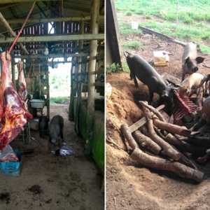 Polícia fecha abatedouro clandestino de cavalos em Quitandinha