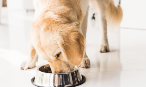 Confira as ofertas de ração para o seu pet no Planaltão Atacadista