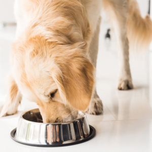 Confira as ofertas de ração para o seu pet no Planaltão Atacadista