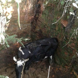 Vaca é resgatada após cair em buraco de quase três metros em Mafra