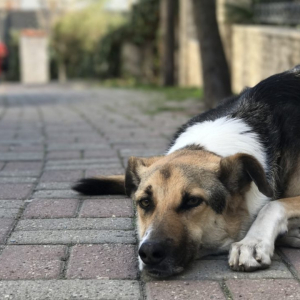 Lei prevê multa de até R$ 20 mil para quem pratica maus-tratos contra animais em SC
