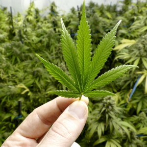 Câmara aprova projeto que autoriza cultivo de maconha para fins medicinais