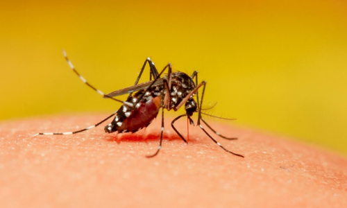 Santa Catarina atinge número recorde de casos de dengue