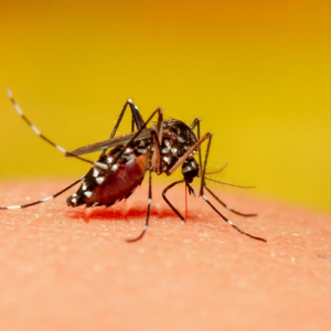 Santa Catarina atinge número recorde de casos de dengue
