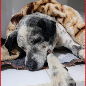 Cachorro é vítima de zoofilia em Rio Negro e precisa de ajuda