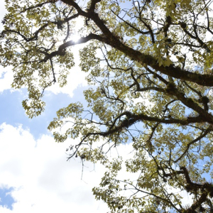Semana inicia com sol e tempo seco em Riomafra