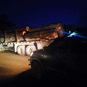 Caminhão é flagrado com carga ilegal de araucária em Itaiópolis
