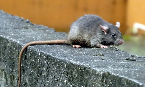 Vigilância Epidemiológica alerta para cuidados com a leptospirose