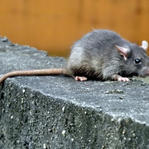 Vigilância Epidemiológica alerta para cuidados com a leptospirose