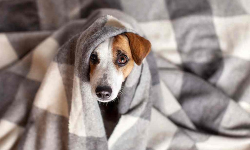 Frio extremo: confira 10 dicas de cuidados com os pets