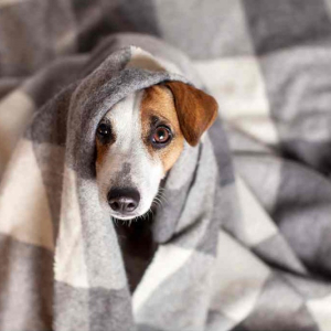 Frio extremo: confira 10 dicas de cuidados com os pets