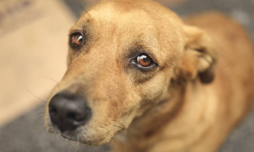 ONG Riomafra pelos Animais promove pedágio solidário neste sábado