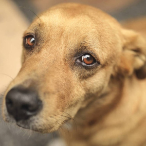 ONG Riomafra pelos Animais promove pedágio solidário neste sábado