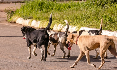 Lei que prevê controle populacional de animais domésticos entra em vigor