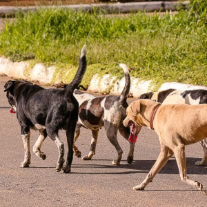 Lei que prevê controle populacional de animais domésticos entra em vigor