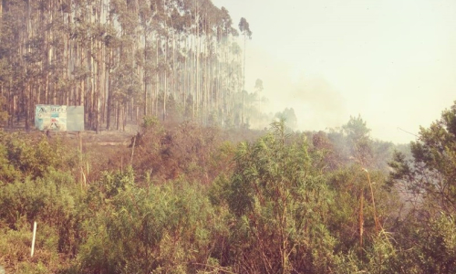 Incêndio atinge área de vegetação nas margens da BR-116, em Itaiópolis