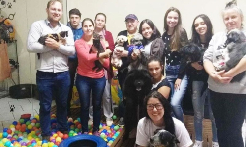 Gosta de animais de estimação e de grande porte? Faça o curso de auxiliar veterinário