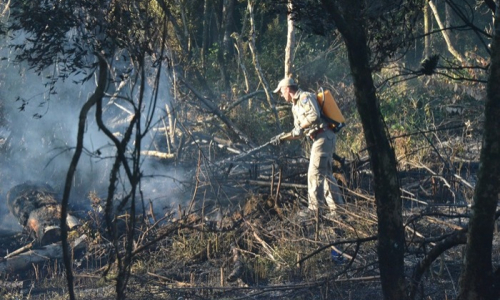 Incêndios florestais em Mafra batem recorde em 2020