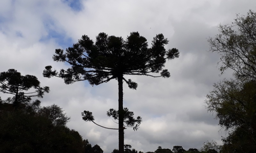 Semana começa com tempo nublado e termina com sol na região