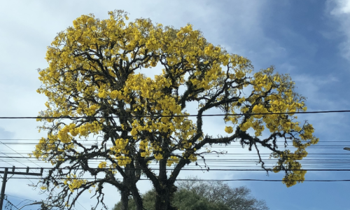A exuberância do ipê-amarelo