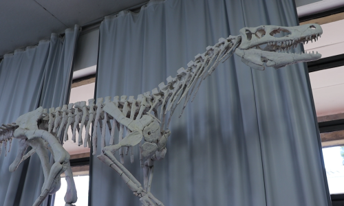 Cenpáleo ganha reforma e novo espaço para difundir a paleontologia catarinense