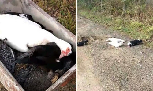 Aves são encontradas mortas após envenenamento no interior de Mafra
