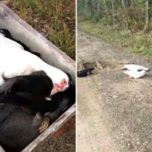 Aves são encontradas mortas após envenenamento no interior de Mafra