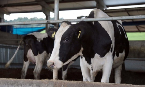 SC investe R$ 1 milhão em ação para apoiar produtores de leite