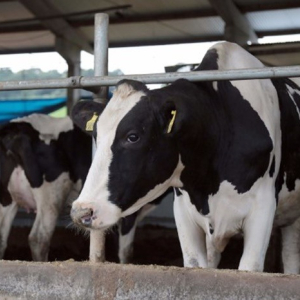 SC investe R$ 1 milhão em ação para apoiar produtores de leite