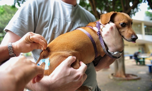 Dia Mundial Contra a Raiva alerta para importância da vacinação de animais