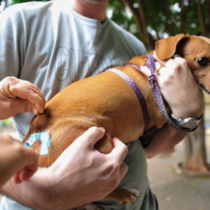 Dia Mundial Contra a Raiva alerta para importância da vacinação de animais