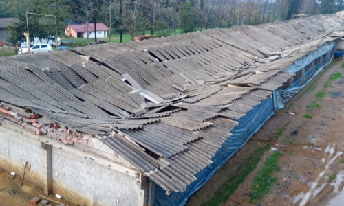 Barracão que abrigava granja de frangos desaba em Mafra