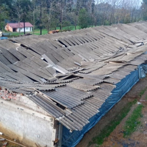 Barracão que abrigava granja de frangos desaba em Mafra