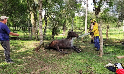 Bombeiros resgatam cavalo que caiu em córrego no interior de Mafra