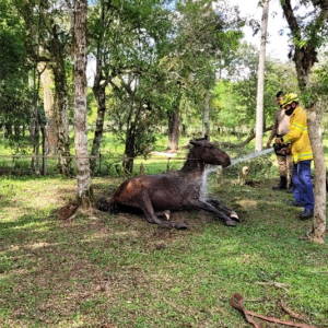 Bombeiros resgatam cavalo que caiu em córrego no interior de Mafra