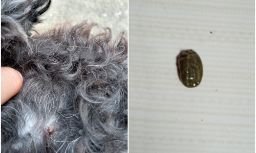 Infestação de carrapatos preocupa moradores do Amola Flecha, em Mafra