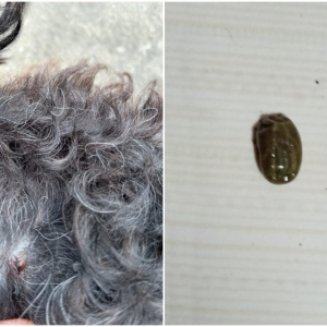 Infestação de carrapatos preocupa moradores do Amola Flecha, em Mafra