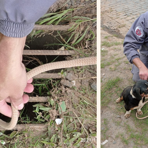 Bombeiros Voluntários salvam cachorro que caiu em bueiro no bairro Lucena, em Itaiópolis