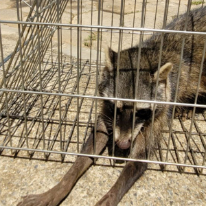 Guaxinim resgatado pelos bombeiros em Mafra é devolvido à natureza