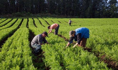 Projeto vai oportunizar compras públicas e privadas a agricultores familiares